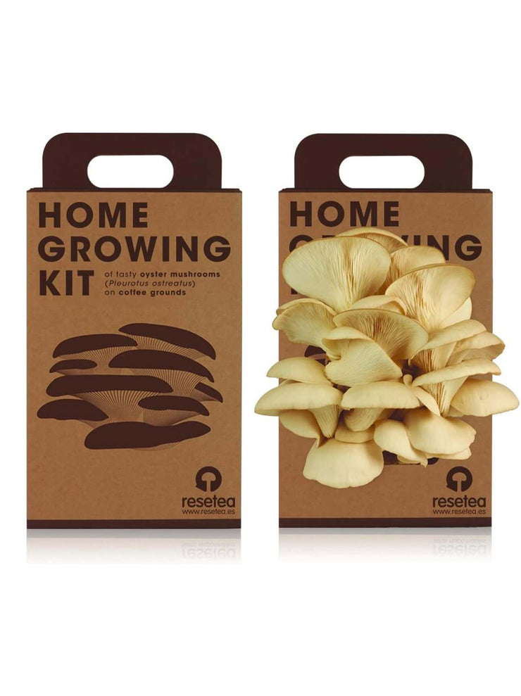 Mushroom Grow Kit - Oyster